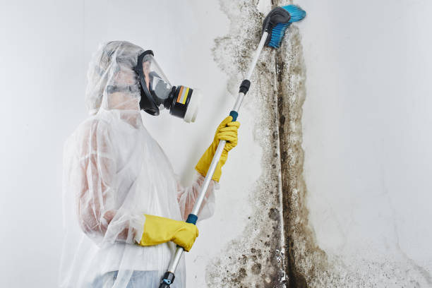 Best Commercial Mold Remediation in Grovetown, GA