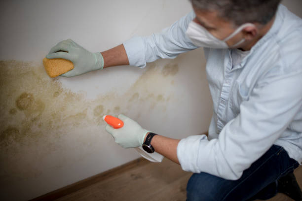 Best Black Mold Remediation in Grovetown, GA