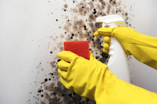 Best DIY Mold Remediation Support Services in Grovetown, GA