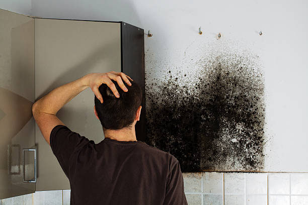 Best Basement Mold Remediation in Grovetown, GA